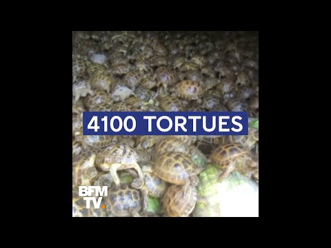 Plus de 4000 tortues de contrebande saisies par les douanes russes