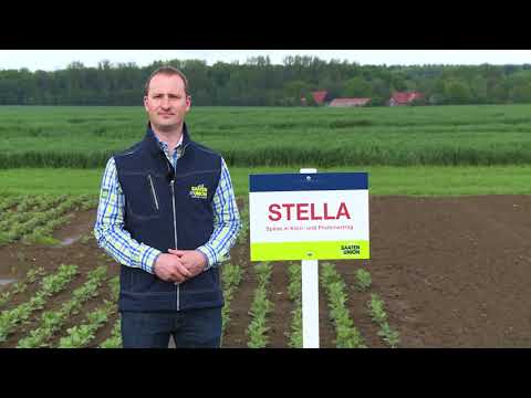 Saaten-Union: Sommerackerbohne STELLA, Vertriebsberater Daniel Freitag, Standort Leopoldshöhe