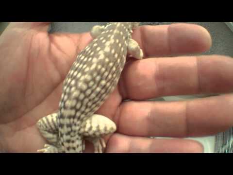 Northern Desert Iguana