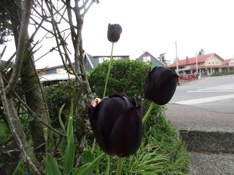 Black Tulips