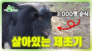 돈벌고 제초하기 ㅣ 3천평 제초 공짜로 하는 방법 ㅣ 제초기 필요가 없어요