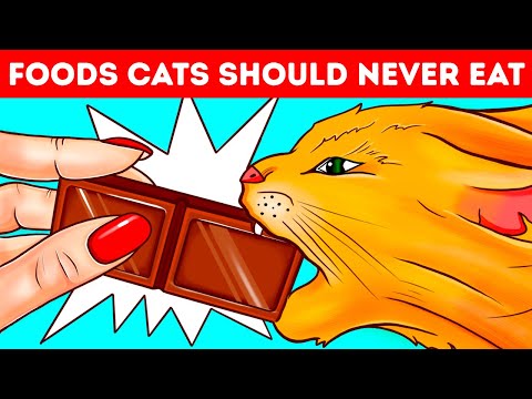 1st YouTube video about are doughnuts bad for cats