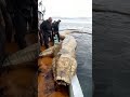Giant Mysterious Sea Creatures You Won T Believe Exist