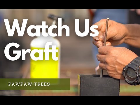 Grafting Pawpaw Trees with Experts from Stark Bro's Nursery