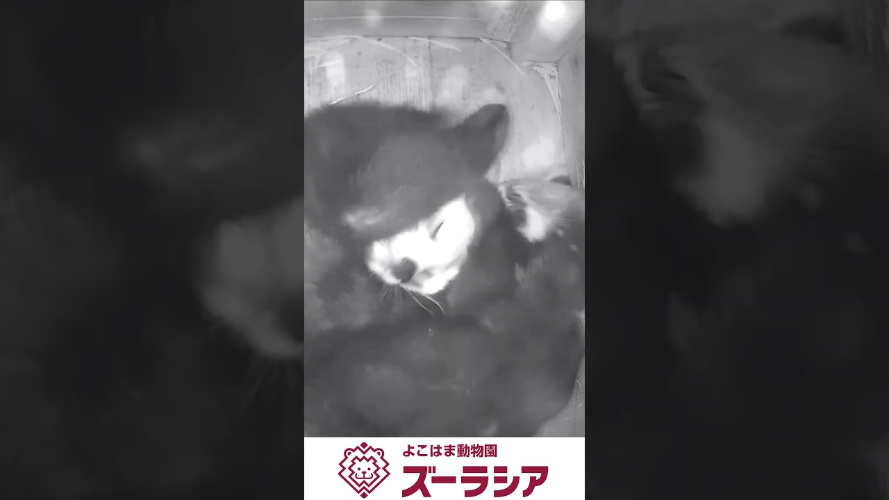 【ズーラシア公式】レッサーパンダの赤ちゃん(自然哺育個体) 9月22日(89日齢)～9月29日(96日齢)の様子　#shorts