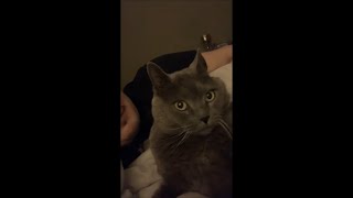 Cat Surprised Reaction as It Turn Around Looking at Guy Who Licked It
