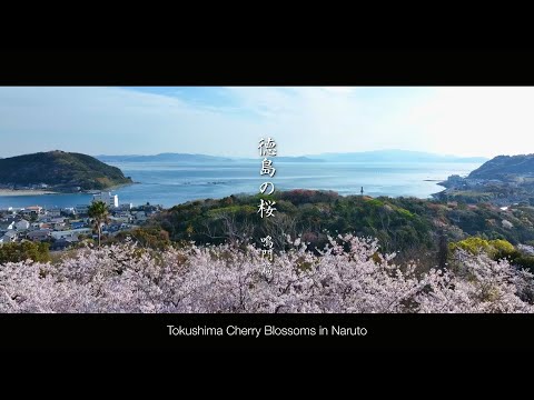 鳴門の桜
