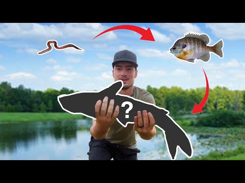 Food Chain FISHING Challenge - Tiny Fish to GIANT MYSTERY Fish