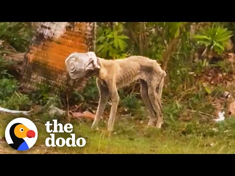 Stray Dog Had A Jar Stuck On Her Head For Weeks | The Dodo