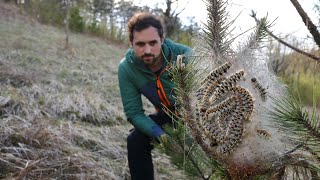 ALLARME PROCESSIONARIE: sono davvero PERICOLOSE