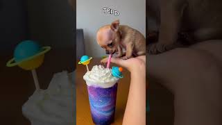 Esse cachorrinho é tão fofo! 🐶💖