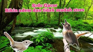 Download lagu srdc Gacor‼️ terapi air bikin adem mp3 Download lagu srdc Gacor‼️ terapi air bikin adem mp3