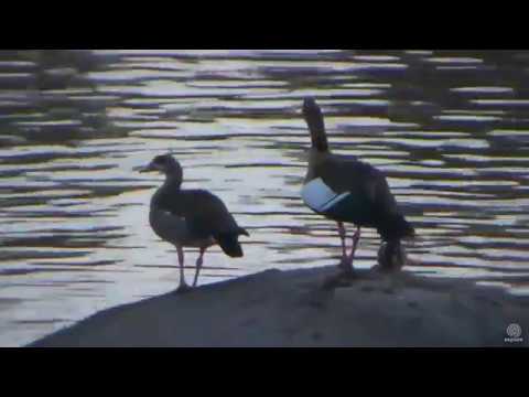 Tough Love  Egyptian Geese parents and plucky gosling. Africa Watering Hole cam. 16 September 2018