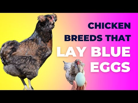 , title : 'Chicken Breeds that Lay BLUE EGGS 💙 English Subtitbles'