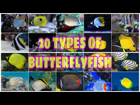 image-Which is famous for butterfly fish?