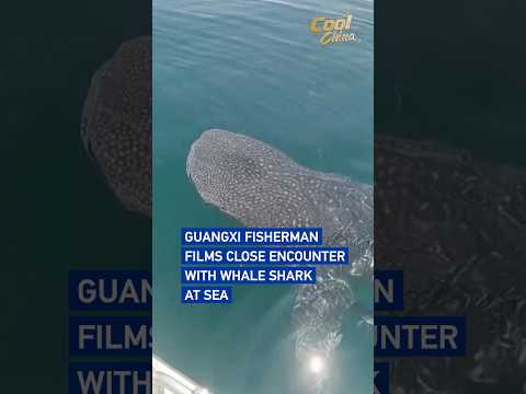 Guangxi fisherman films close encounter with whale shark at sea #coolchina