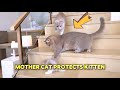 Mother Cat Protects Kittens