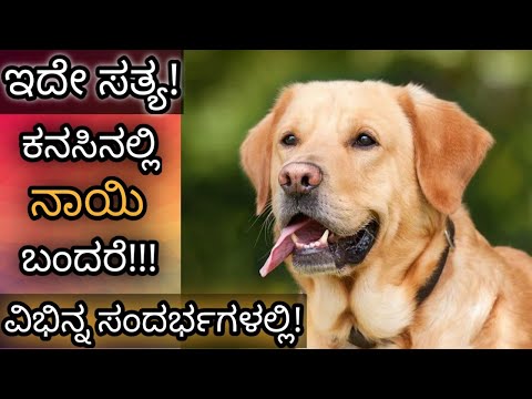ಕನಸಿನಲ್ಲಿ ನಾಯಿ ಬಂದರೆ || Kanasinalli Nayi Bandare || Dog in Dream Analysis & Meaning || Dreambook