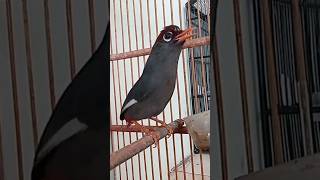 Download lagu POKSAY MANDARIN termewaHHH mp3