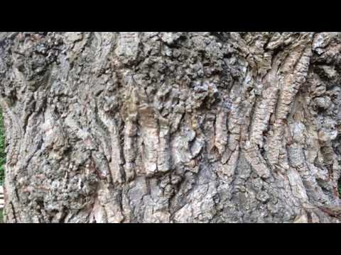 Hybrid black poplar (Populus x canadensis) - trunk - September 2017