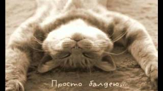 Funny animal