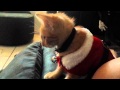 Kitty And Baby Watching Elmo S World Together