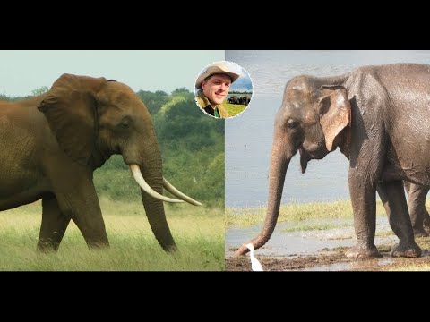 Elefanten: Unterschiede zw. Afrikanischen und Asiatischen Elefanten