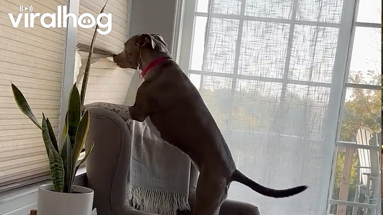 Zoe the Peeping Pit || ViralHog