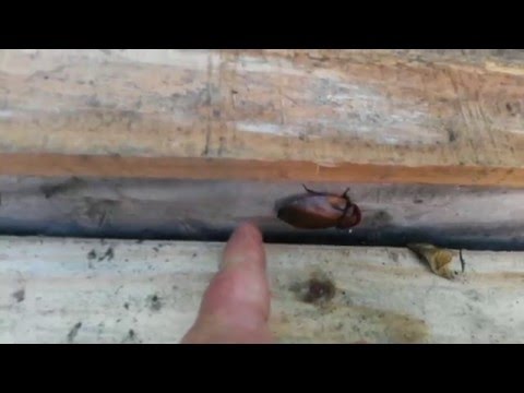 Kackerlackan, Cockroach, Barata, Blattodea Dictyoptera