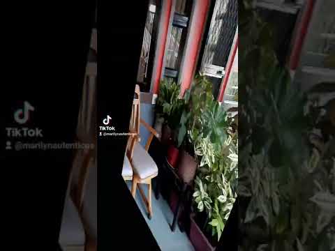 my calachuchi plants