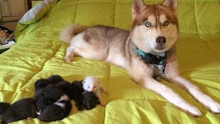 Hero Dog Saves Seven Kittens