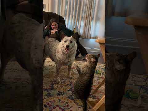 Funniest Dog Video Ever PART11