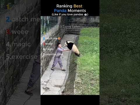 Ranking Best Panda Moments #shorts