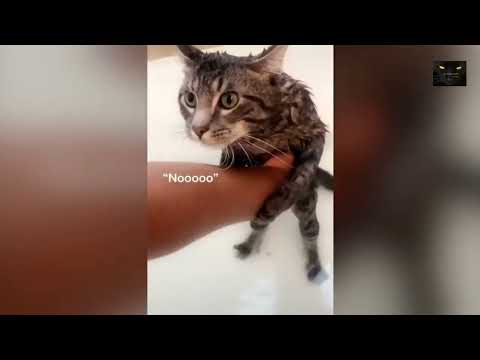 CATS DO TALK!!! OMG!!! FUNNIEST CATS SPEAKING TO CAT PARENTS!