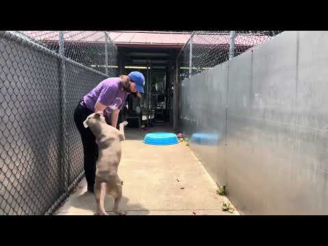 Wendy, adoptable American Pit Bull Terrier / Bull Terrier at Chicago Animal Care and Control