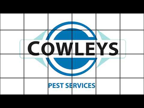 Pesky Pavement Ants in Long Beach Island, NJ