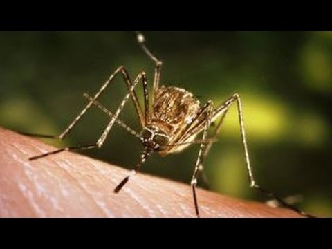 férgek a baba influenza megelőzésére