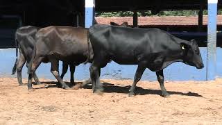 Vídeo 224 - 1ª ETAPA MEGA LIQUIDAÇÃO TOTAL AGROPECUÁRIA MARAJOARA - DIA 4 | GADO GIROLANDO E HOLANDÊS