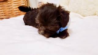 ハーフ犬の動画01