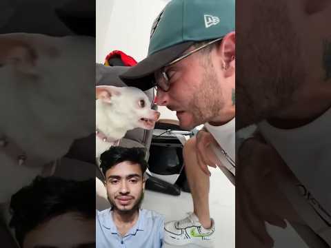 #chihuahua #funny #humor #comedy #humour #dog #dogcake #chihuahuapuppy #confeitaria #dogbreeds