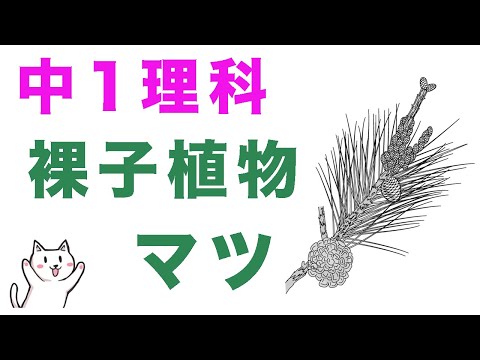 アフリカ熱帯生態圏: 学名 (M) による種子植物について詳しく解説