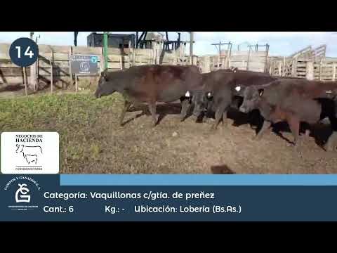 Lote VQ CGP - Lobería Bs As