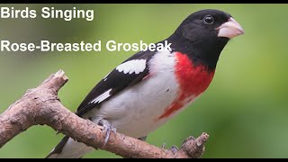 Download lagu Birds Singing - Rose Breasted Grosbeak - Sounds of Nature mp3