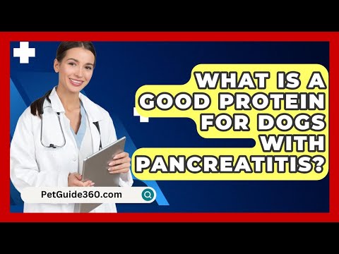 What Is A Good Protein For Dogs With Pancreatitis? - PetGuide360.com