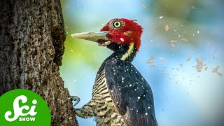 How Woodpecker Heads are Like Helmets...AND Hammers