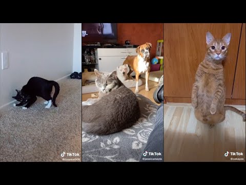 They say if you cat hear this, they will come to protect you | TikTok