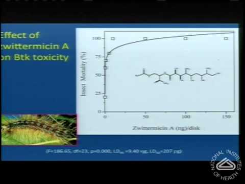 Phalanx or Traitor? Impact of Gut Microbial Communities on Insect Health