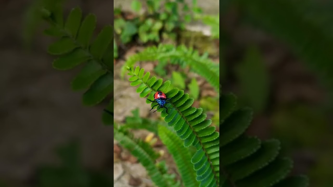 YouTube Short thumbnail