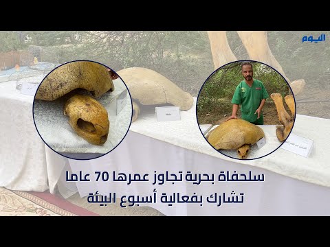 سلحفاة بحرية تجاوز عمرها 70 عامًا تشارك في فعالية أسبوع البيئة