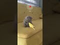 Gray Kitty And Yellow Bird Bird Kitty